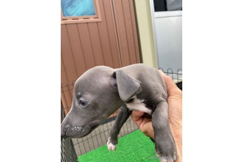 成約済の静岡県のイタリアングレーハウンド(イタグレ)-341040の2枚目