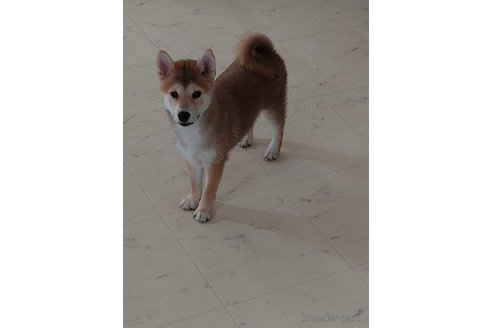 成約済の高知県の豆柴-322704の2枚目