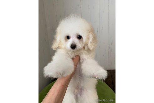 販売中の愛知県のティーカッププードル-331680の23枚目
