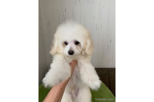 販売中の愛知県のティーカッププードル-331680の21枚目