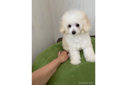 販売中の愛知県のティーカッププードル-331680の19枚目