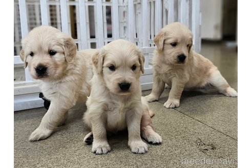 成約済の長野県のゴールデンレトリーバー-337008の21枚目