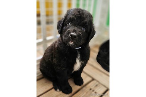 成約済の長野県のミックス犬-335879の12枚目