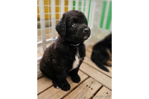 成約済の長野県のミックス犬-335879の11枚目