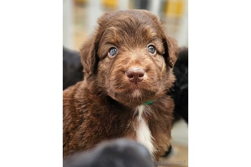 成約済の長野県のミックス犬-335878の2枚目
