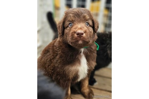 成約済の長野県のミックス犬-335878の1枚目