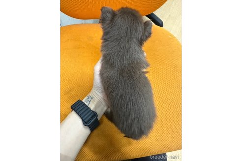 成約済の千葉県のチワワ(ロングコート)-341080の14枚目