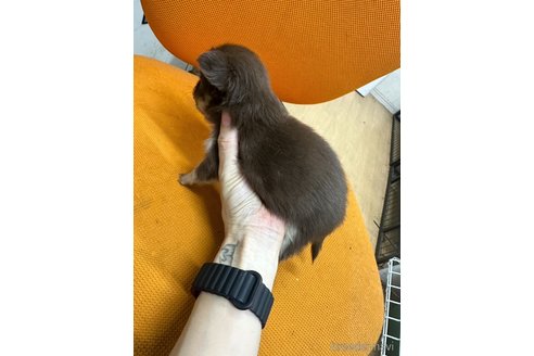 成約済の千葉県のチワワ(ロングコート)-341080の13枚目