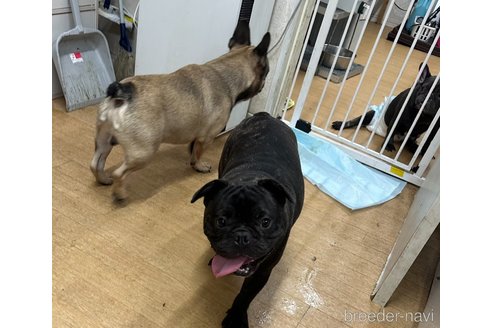 成約済の千葉県のフレンチブルドッグ-287023の4枚目