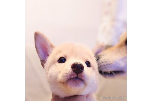 成約済の大阪府の柴犬-341087の3枚目