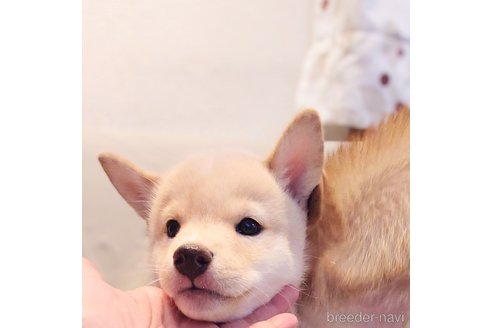 成約済の大阪府の柴犬-341087の4枚目