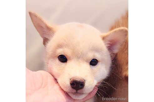 成約済の大阪府の柴犬-341087の5枚目