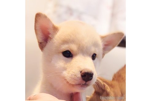 成約済の大阪府の柴犬-341087の6枚目