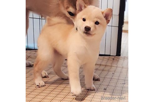 成約済の大阪府の柴犬-341087の7枚目