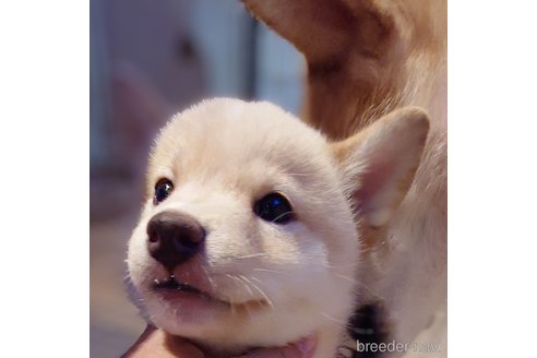 成約済の大阪府の柴犬-341087の2枚目