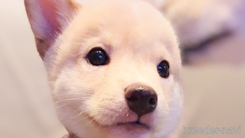 成約済の大阪府の柴犬-341087の1枚目