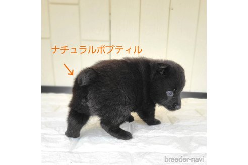 成約済の茨城県のスキッパーキ-337934の9枚目