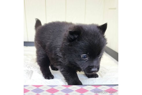 成約済の茨城県のスキッパーキ-337937の14枚目