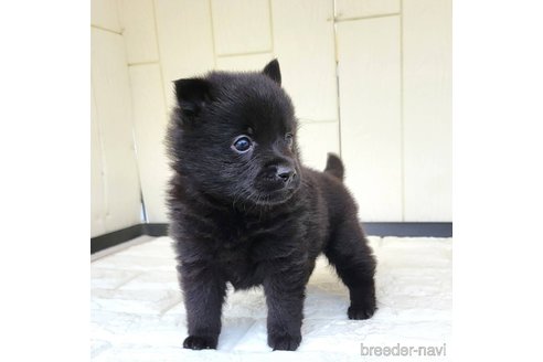 成約済の茨城県のスキッパーキ-337937の12枚目