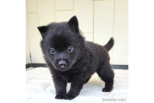成約済の茨城県のスキッパーキ-337937の13枚目