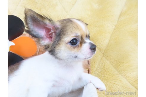 成約済の千葉県のチワワ(ロングコート)-329492の4枚目