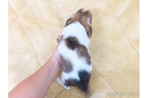 成約済の千葉県のチワワ(ロングコート)-329492の2枚目