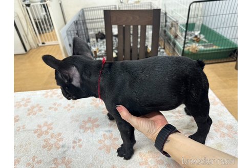 成約済の千葉県のフレンチブルドッグ-329729の2枚目
