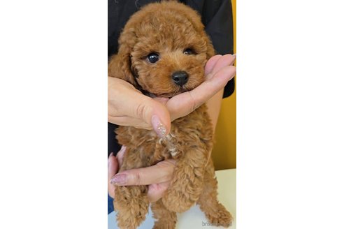 成約済の福岡県のトイプードル-339716の3枚目