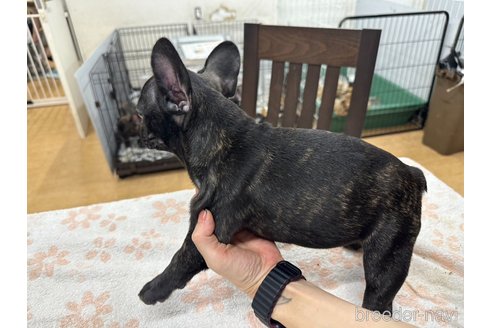 成約済の千葉県のフレンチブルドッグ-330100の4枚目