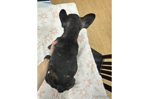 成約済の千葉県のフレンチブルドッグ-330100の3枚目