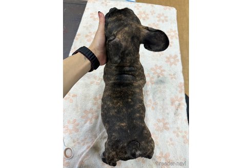 販売中の千葉県のフレンチブルドッグ-330085の25枚目