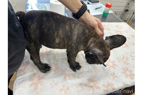 販売中の千葉県のフレンチブルドッグ-330085の23枚目