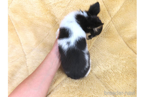 成約済の千葉県のチワワ(ロングコート)-329497の10枚目