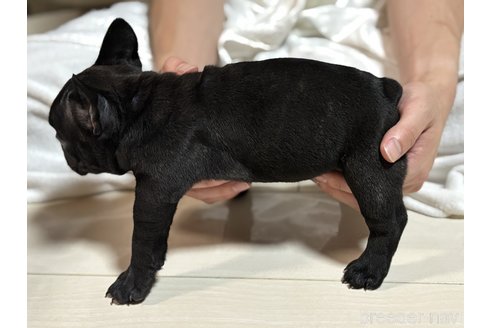 成約済の三重県のフレンチブルドッグ-338114の2枚目