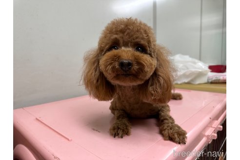 成約済の熊本県のトイプードル-331663の2枚目