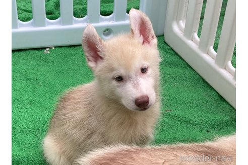 成約済の静岡県のシベリアンハスキー-337738の2枚目