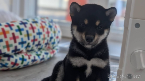 成約済の北海道の柴犬-341171の2枚目