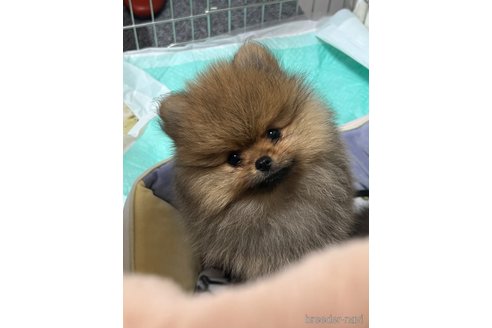 成約済の北海道のポメラニアン-337392の4枚目