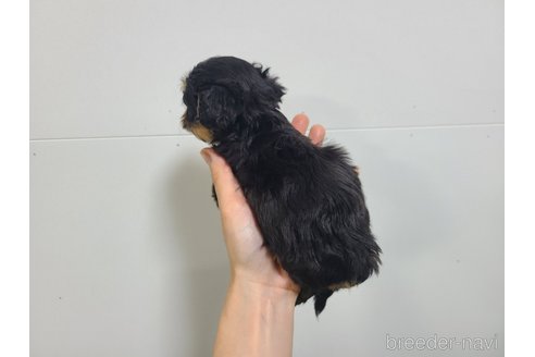 成約済の東京都のキャバプー:キャバリア×トイプードル-339145の14枚目