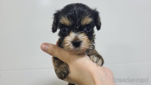 成約済の東京都のキャバプー:キャバリア×トイプードル-339145の8枚目