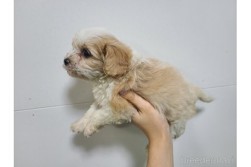 成約済の東京都のキャバプー:キャバリア×トイプードル-341208の2枚目
