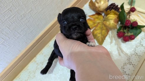 成約済の広島県のチワプー:チワワ×トイプードル-341209の97枚目