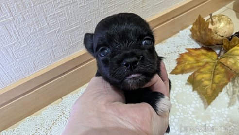 成約済の広島県のチワプー:チワワ×トイプードル-341209の98枚目