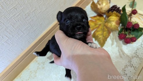 成約済の広島県のチワプー:チワワ×トイプードル-341209の96枚目