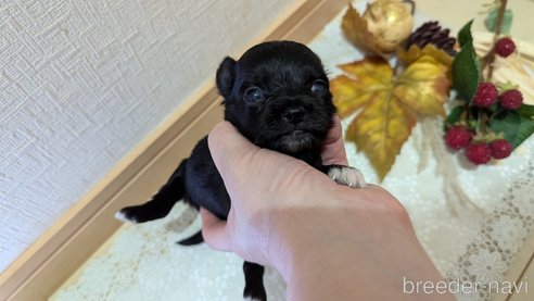 成約済の広島県のチワプー:チワワ×トイプードル-341209の94枚目