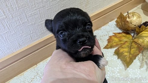 成約済の広島県のチワプー:チワワ×トイプードル-341209の92枚目