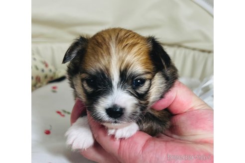 成約済の埼玉県のミックス犬-339530の15枚目