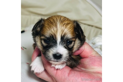 成約済の埼玉県のミックス犬-339530の14枚目