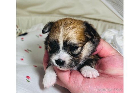 成約済の埼玉県のミックス犬-339530の13枚目