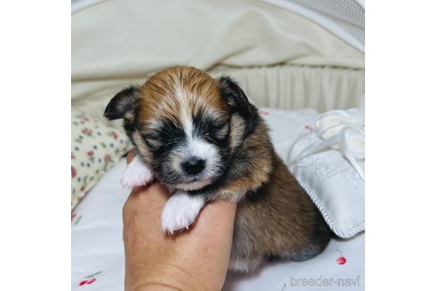 成約済の埼玉県のミックス犬-339530の12枚目